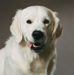 Meet your Posher, Jules